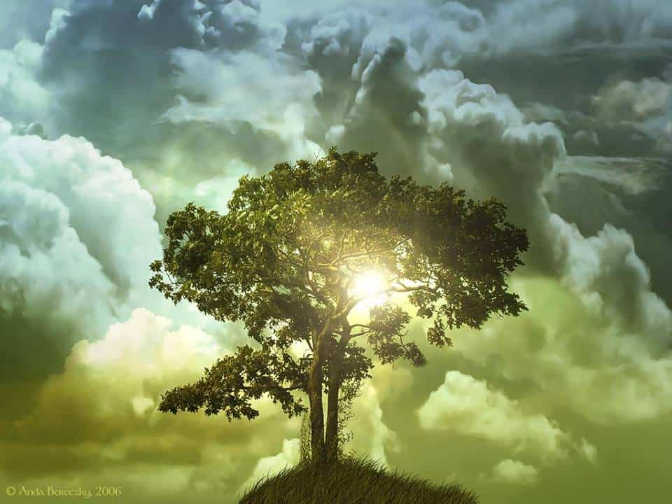 albero davanti al cielo